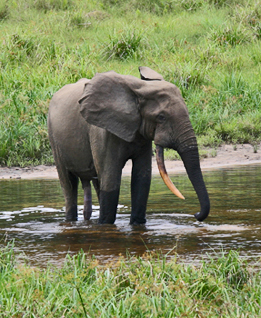 Male forest elephant at the Langoué Bai (forest clearing), Ivindo National Park, Gabon.: This male came to the clearing to drink mineral-rich water, obtained from pits dug by elephants at specific locations within the clearing. Photograph by Peter H. Wrege courtesy of Wikipedia